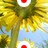 MitsueKijima
