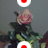 _rose7